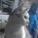 Подробнее об объявлении «Пропал кот Кимры» Фото: пропала кошка  «Пропал кот Кимры» в г. Кимры