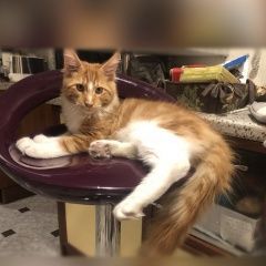 Подробнее об объявлении «Пропал кот мейнкун амур Москва» Фото: пропала кошка Мейн-кун «Пропал кот мейнкун амур Москва» в г. Москва