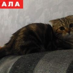 Подробнее об объявлении «Пропала кошка Самара» Фото: пропала кошка Британская длинношерстная «Пропала кошка Самара» в г. Самара