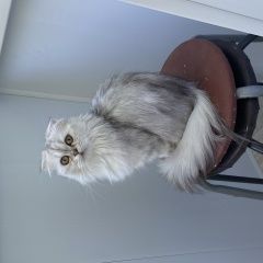 Подробнее об объявлении «Пропала кошка Солнечногорск» Фото: пропала кошка  «Пропала кошка Солнечногорск» в г. Солнечногорск