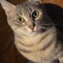 Подробнее об объявлении «Пропала кошка Феодосия» Фото: пропала кошка Египетский мау «Пропала кошка Феодосия» в г. Феодосия