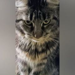 Подробнее об объявлении «Пропала кошка Курган» Фото: пропала кошка Мейн-кун «Пропала кошка Курган» в г. Курган