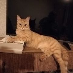 Подробнее об объявлении «Пропал котик Дедовск» Фото: пропала кошка  «Пропал котик Дедовск» в г. Дедовск