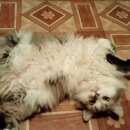 Подробнее об объявлении «Пропал котик Малоархангельск» Фото: пропала кошка  «Пропал котик Малоархангельск» в г. Малоархангельск