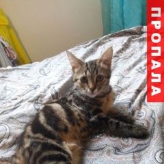 Подробнее об объявлении «Подольск Пропала кошка» Фото: пропала кошка  «Подольск Пропала кошка» в г. Подольск