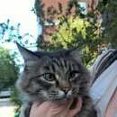 Подробнее об объявлении «Пропал кот наш кот мася Кемерово» Фото: пропала кошка Сибирская «Пропал кот наш кот мася Кемерово» в г. Кемерово