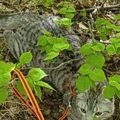 Подробнее об объявлении «Саратов Пропал кот убежал вместе с поводком» Фото: пропала кошка  «Саратов Пропал кот убежал вместе с поводком» в г. Саратов