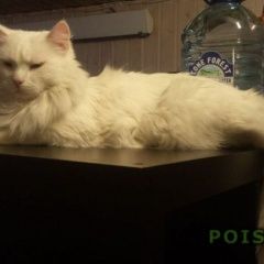 Подробнее об объявлении «Пропала кошка Солнечногорск» Фото: пропала кошка  «Пропала кошка Солнечногорск» в г. Солнечногорск