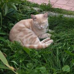 Подробнее об объявлении «Новосибирск Пропала кошка светло - рыжая ( бежевая)» Фото: пропала кошка  «Новосибирск Пропала кошка светло - рыжая (...» в г. Новосибирск