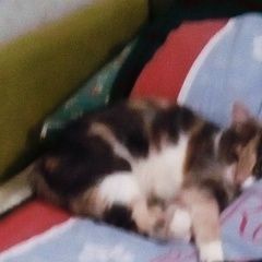 Подробнее об объявлении «Пропала кошка Краснодар» Фото: пропала кошка  «Пропала кошка Краснодар» в г. Краснодар