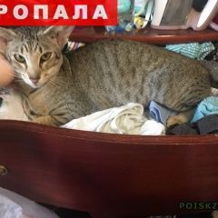 Подробнее об объявлении «Пропала кошка ориентальная худая полосат Москва» Фото: пропала кошка Ориентальная (восточная короткошерстная) «Пропала кошка ориентальная худая полосат Москва» в г. Москва