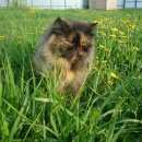 Подробнее об объявлении «Пропала кошка / чемодурово Воскресенск» Фото: пропала кошка Персидская «Пропала кошка / чемодурово Воскресенск» в г. Воскресенск