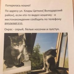 Подробнее об объявлении «Брянск Пропала кошка» Фото: пропала кошка  «Брянск Пропала кошка» в г. Брянск