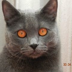 Подробнее об объявлении «Пропал кот серый гладкошерстный кот Москва» Фото: пропала кошка  «Пропал кот серый гладкошерстный кот Москва» в г. Москва