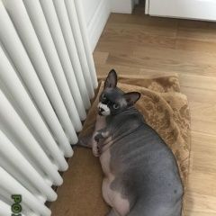 Подробнее об объявлении «Пропал кот Москва» Фото: пропала кошка Канадский сфинкс «Пропал кот Москва» в г. Москва