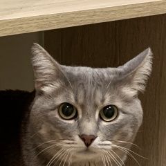 Подробнее об объявлении «Пропал кот моск обл Королев» Фото: пропала кошка  «Пропал кот моск обл Королев» в г. Королев