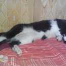 Подробнее об объявлении «Пропала кошка Томск» Фото: пропала кошка  «Пропала кошка Томск» в г. Томск