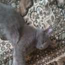 Подробнее об объявлении «Мытищи Пропал кот» Фото: пропала кошка Русская голубая «Мытищи Пропал кот» в г. Мытищи