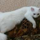 Подробнее об объявлении «Адлер Пропал кот» Фото: пропала кошка  «Адлер Пропал кот» в г. Адлер