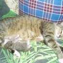 Подробнее об объявлении «Подольск Пропала кошка.» Фото: пропала кошка  «Подольск Пропала кошка.» в г. Подольск