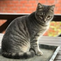 Подробнее об объявлении «Пропала кошка посёлок салмачи, ул юнусова Казань» Фото: пропала кошка  «Пропала кошка посёлок салмачи, ул юнусова Казань» в г. Казань