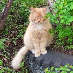 Подробнее об объявлении «Пропал кот Пушкино» Фото: пропала кошка  «Пропал кот Пушкино» в г. Пушкино