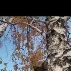 Подробнее об объявлении «Пропал кот Тюмень» Фото: пропала кошка  «Пропал кот Тюмень» в г. Тюмень