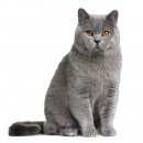 Подробнее об объявлении «Москва Пропал кот  помогите найти» Фото: пропала кошка Британская короткошерстная «Москва Пропал кот  помогите найти» в г. Москва