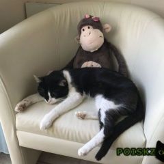 Подробнее об объявлении «Подольск Пропал кот помогите найти кота» Фото: пропала кошка  «Подольск Пропал кот помогите найти кота» в г. Подольск