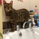 Подробнее об объявлении «Пропала кошка Набережные Челны» Фото: пропала кошка Бенгальская «Пропала кошка Набережные Челны» в г. Набережные Челны