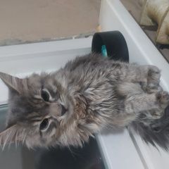 ����: ������� ����� ��������� ����� ������� ��� ������ ����� � �. �����