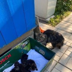 Подробнее об объявлении «Пропала кошка с котятами Электросталь» Фото: пропала кошка  «Пропала кошка с котятами Электросталь» в г. Электросталь