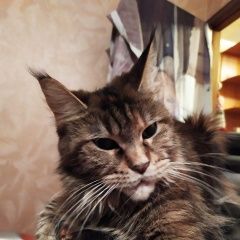 Подробнее об объявлении «Ожерелье Пропала кошка» Фото: пропала кошка Мейн-кун «Ожерелье Пропала кошка» в г. Ожерелье