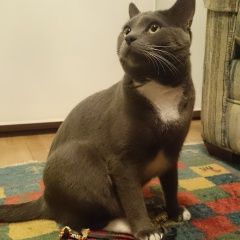 Подробнее об объявлении «Пропал кот Голицыно (Московская обл.)» Фото: пропала кошка  «Пропал кот Голицыно (Московская обл.)» в г. Голицыно (Московская обл.)