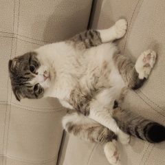 Подробнее об объявлении «Пропал кот Верхний Услон» Фото: пропала кошка  «Пропал кот Верхний Услон» в г. Верхний Услон