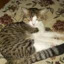 Подробнее об объявлении «Москва Пропал кот, улица бирюлевская, д 29» Фото: пропала кошка  «Москва Пропал кот, улица бирюлевская, д 29» в г. Москва