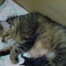 Подробнее об объявлении «Москва Пропала кошка в тропарево убежала домашняя кошка» Фото: пропала кошка Мейн-кун «Москва Пропала кошка в тропарево убежала...» в г. Москва