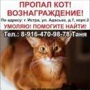 Подробнее об объявлении «Истра Пропал кот : абиссинец. вознаграждение» Фото: пропала кошка Абиссинская «Истра Пропал кот : абиссинец. вознаграждение» в г. Истра
