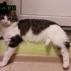 Подробнее об объявлении «Видное Пропал кот» Фото: пропала кошка  «Видное Пропал кот» в г. Видное