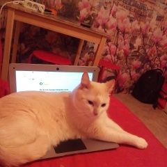 Подробнее об объявлении «Красноярск Пропал кот..» Фото: пропала кошка  «Красноярск Пропал кот..» в г. Красноярск