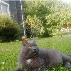 Подробнее об объявлении «Пропал кот по кличке дым. Полушкино» Фото: пропала кошка  «Пропал кот по кличке дым. Полушкино» в г. Полушкино