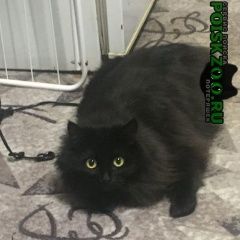 Подробнее об объявлении «Красноярск Пропала кошка» Фото: пропала кошка  «Красноярск Пропала кошка» в г. Красноярск