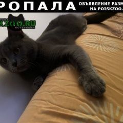 Подробнее об объявлении «Пропала кошка британская кошка (ул.лахти) Запорожье» Фото: пропала кошка Британская короткошерстная «Пропала кошка британская кошка (ул.лахти)...» в г. Запорожье