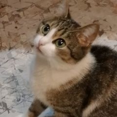 Подробнее об объявлении «Пропала кошка Чебоксары» Фото: пропала кошка  «Пропала кошка Чебоксары» в г. Чебоксары
