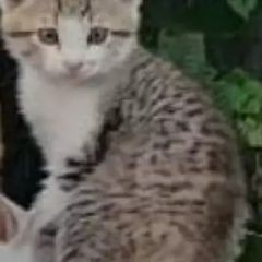 Подробнее об объявлении «Пропал котёнок Ульяновск» Фото: пропала кошка  «Пропал котёнок Ульяновск» в г. Ульяновск