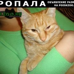 Подробнее об объявлении «Волгоград Пропал кот   в краснооктябрьском районе» Фото: пропала кошка  «Волгоград Пропал кот   в краснооктябрьском районе» в г. Волгоград