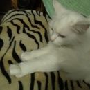 Подробнее об объявлении «Пропала кошка в лесу Истра» Фото: пропала кошка  «Пропала кошка в лесу Истра» в г. Истра