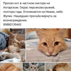 Подробнее об объявлении «Волгоград Пропал кот» Фото: пропала кошка  «Волгоград Пропал кот» в г. Волгоград