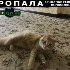 Подробнее об объявлении «Пропал кот рыжий кот Краснодар» Фото: пропала кошка  «Пропал кот рыжий кот Краснодар» в г. Краснодар