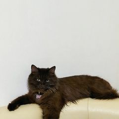 ����: ������� ����� �������� ����� ������� (����-���) ������ ��� � �. ������ (����-���)